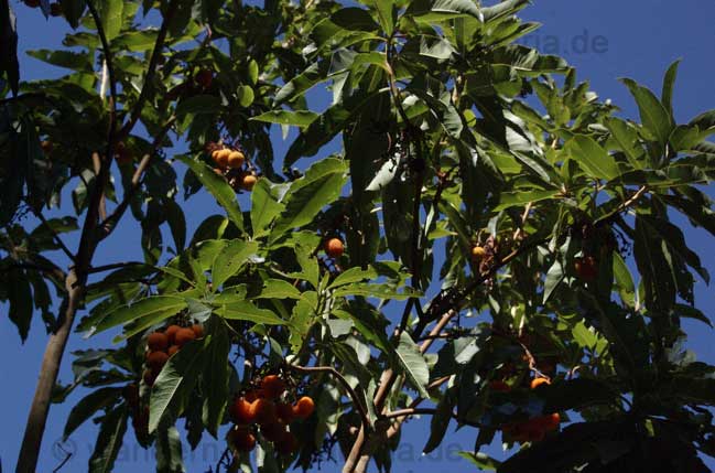 Madroño, Kanarischer Fruchtbaum